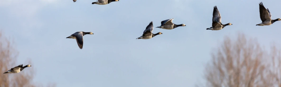Birdwatching and Nature Trails Near Vienna’s Outskirts