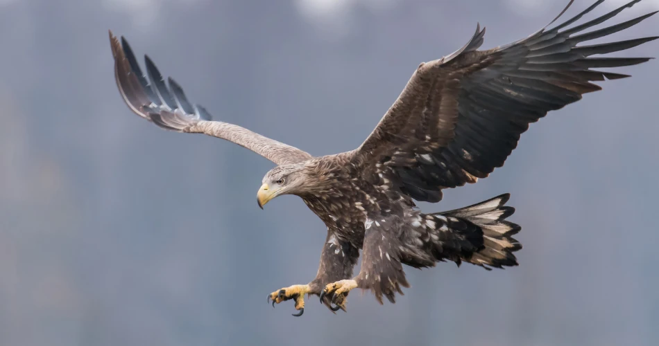 Birdwatching and Nature Trails Near Vienna’s Outskirts