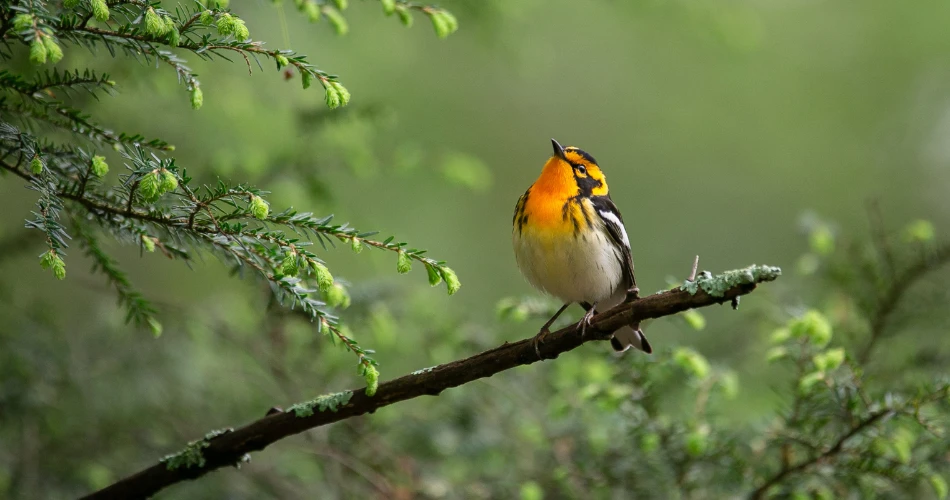 Birdwatching and Nature Trails Near Vienna’s Outskirts