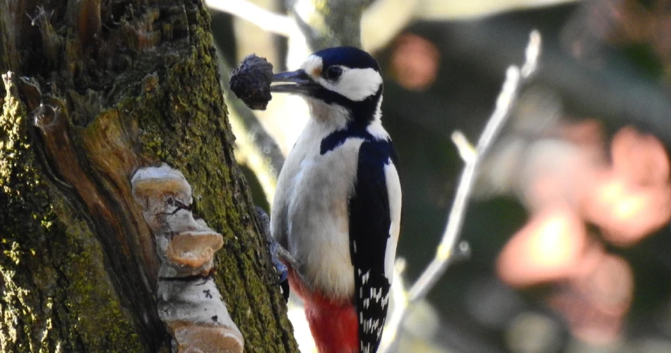 Birdwatching and Nature Trails Near Vienna’s Outskirts