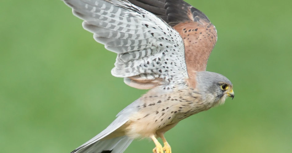 Birdwatching and Nature Trails Near Vienna’s Outskirts