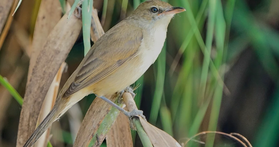Birdwatching and Nature Trails Near Vienna’s Outskirts
